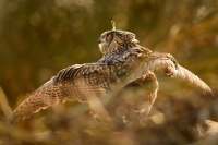 Vyr velky - Bubo bubo - Eurasian Eagle-Owl 6350 WS